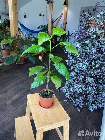 Гибискус китайская роза