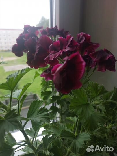 Королевская пеларгония