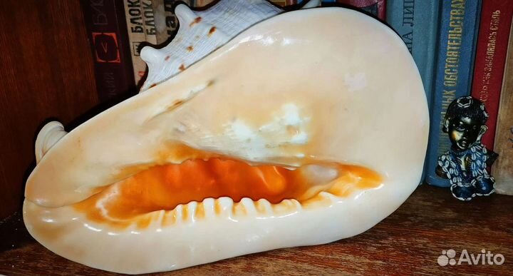 Шикарная морская раковина