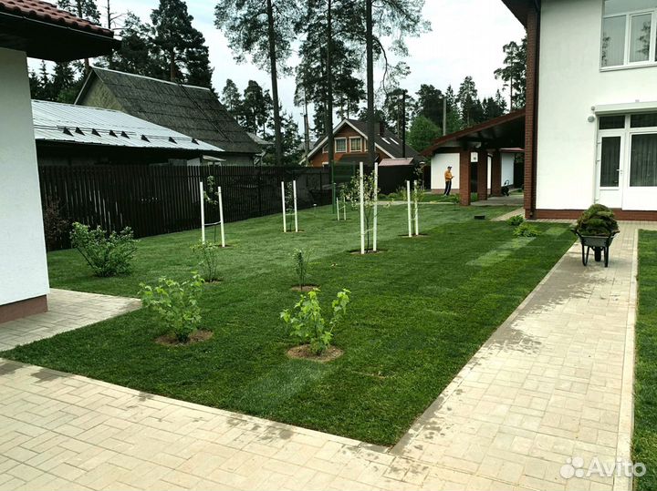 Рулонный газон 