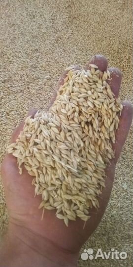 Ячмень в мешках свежий урожай доставка