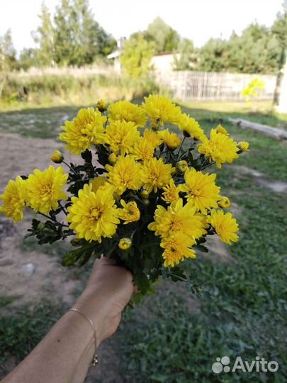 Хризантема