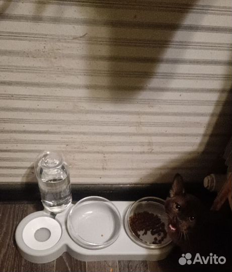 Миски для кошек и собак