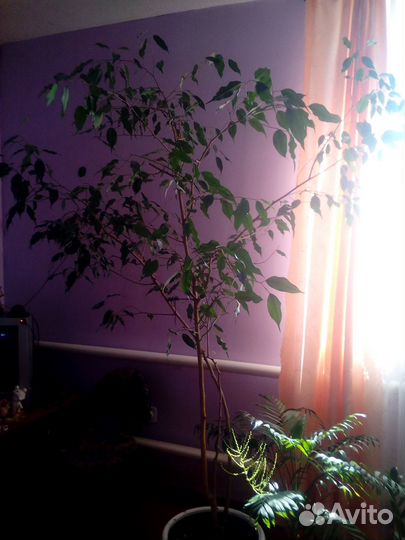 Фикус бенджамина большой