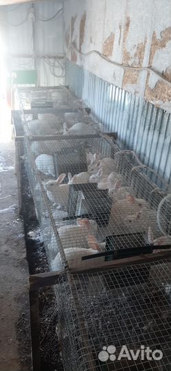 Кролики белый панон. Мясо крольчатина