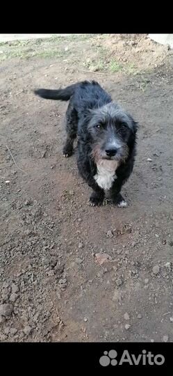 Девочка в добрые ручки