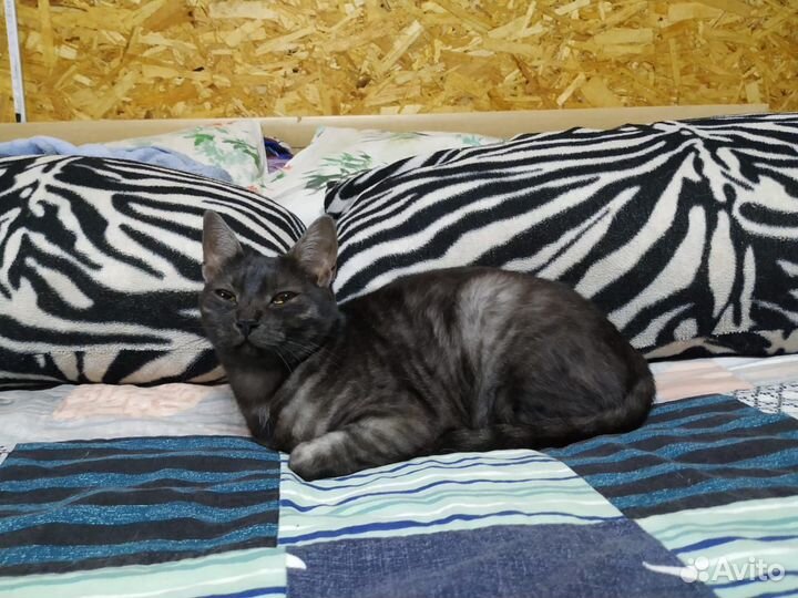 Кошка бесплатно