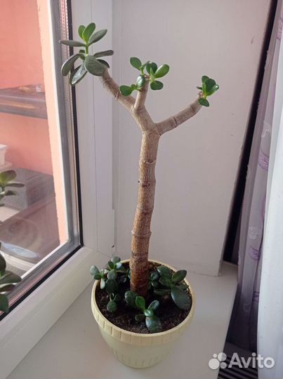 Толстянка(денежное дерево)