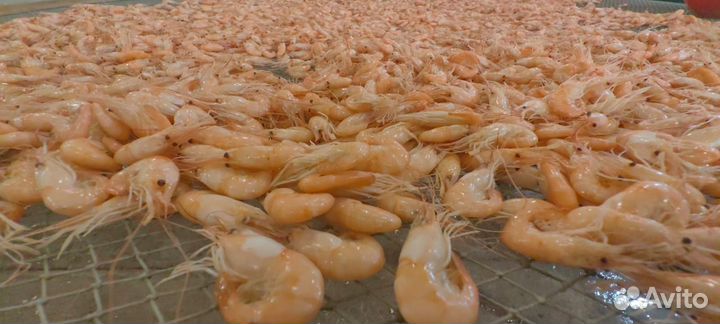 Креветка Азовская оптом и в розницу