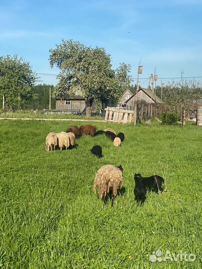 Овцы ягнята