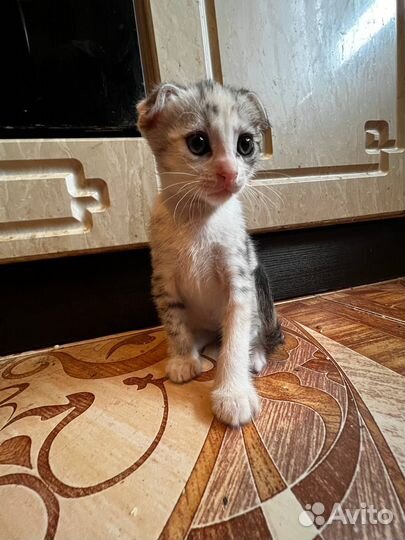 Кошки в добрые руки породистые