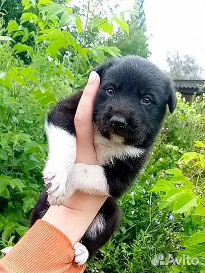 Щенки, собака, на охрану, в частный дом, метисы