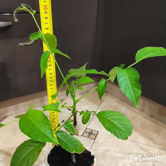 Грецкий орех саженцы