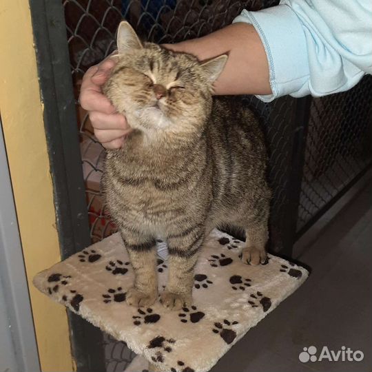 Амер. короткошёрстная экзотическая кошка в дар