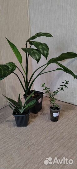 Экзотические цветы для дома