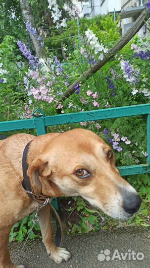 Собака в добрые руки отдам бесплатно