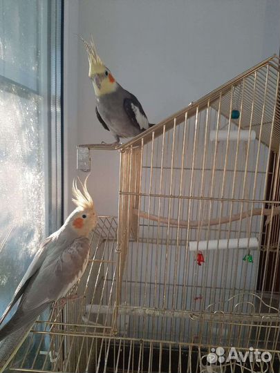 Попугай корелла с клеткой