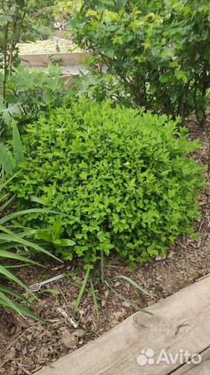 Садовые многолетники продолжение