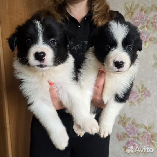 Щенки бордер колли