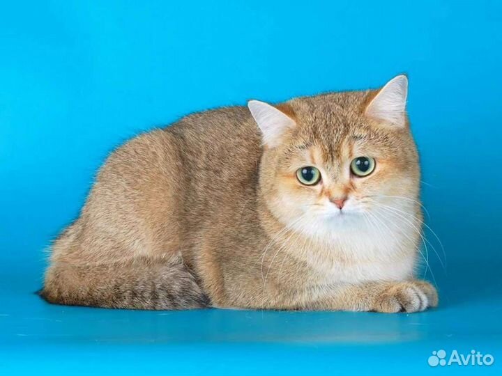 Британская кошка