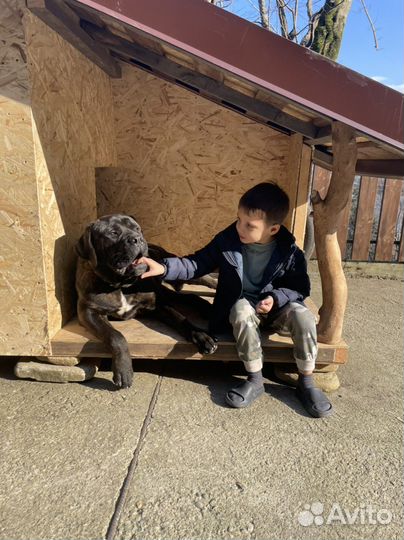 Вязка Кане Корсо