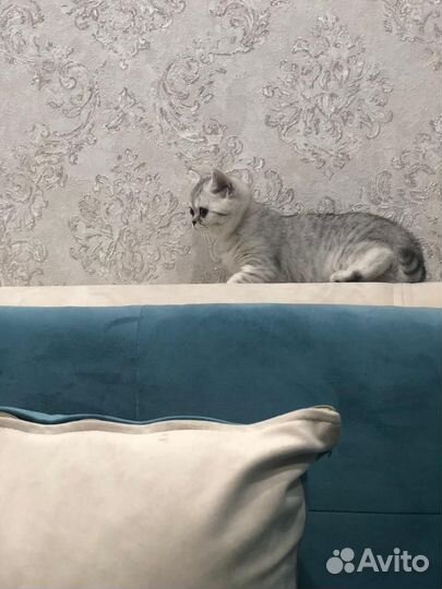 Шотландская кошечка