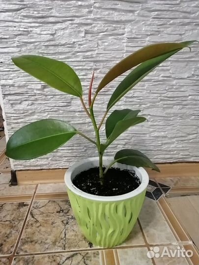 Фикусы, каучук носные