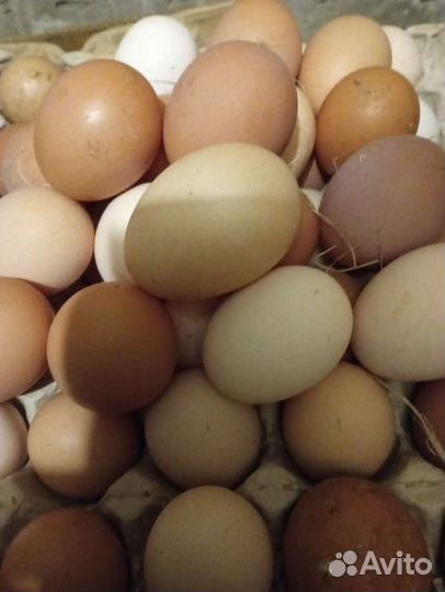 Яйца домашние