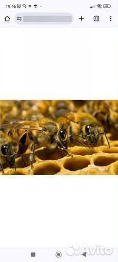 Продам ульи для пчел