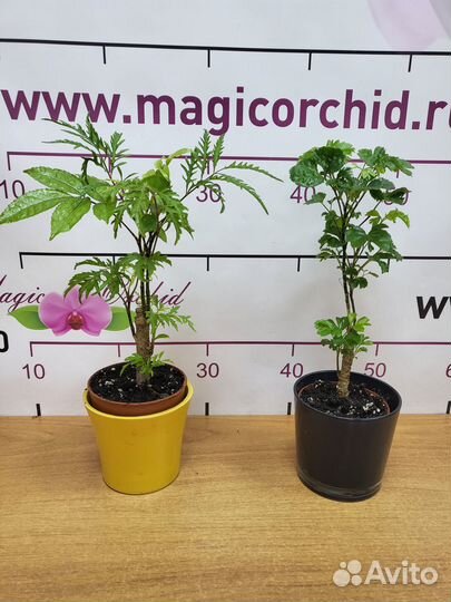 Домашние цветущие растения