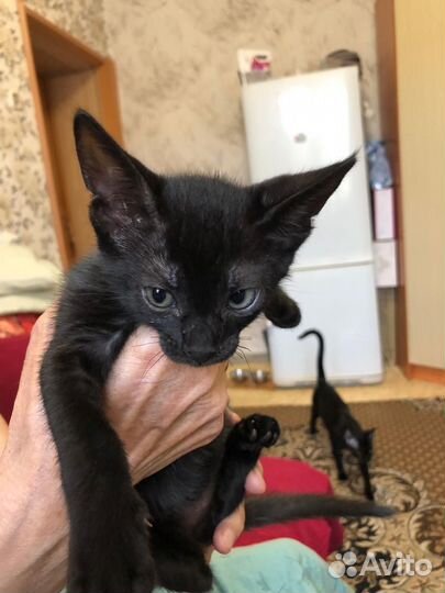 Кошка