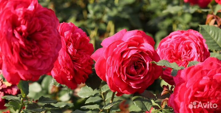 Русская кустовая роза, сорт 'Жанна' USY1702197