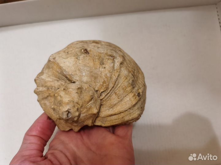 Морские ракушки и камни 1,6 кг