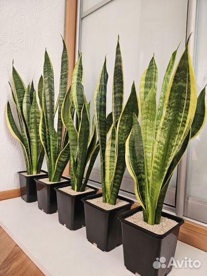 Сансевиерия Лауренти