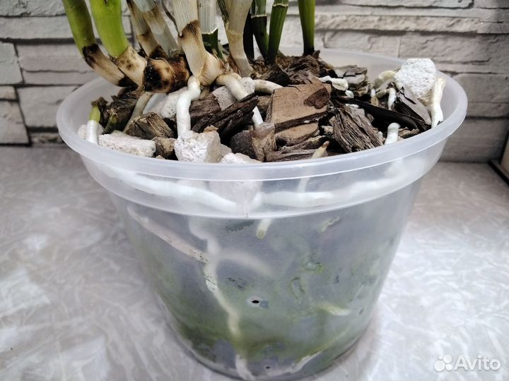 Орхидея каттлея