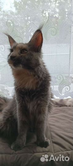 Котята мейн куна