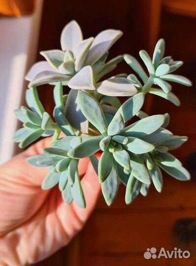 Суккуленты Хавортия Эониум Гастерия