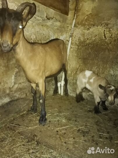 Коза дойная
