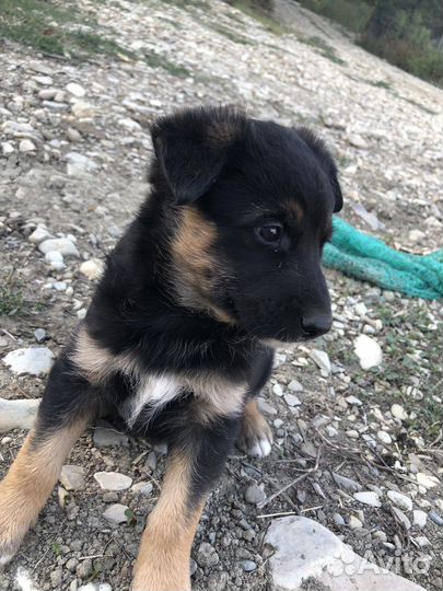 Щенки помесь овчарки и лайки