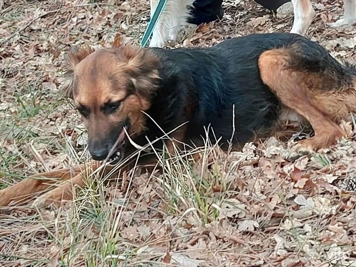 Собака в добрые руки