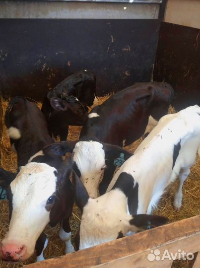 Телята с бесплатной доставкой