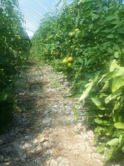 Участок 4,2 га (СНТ, ДНП)