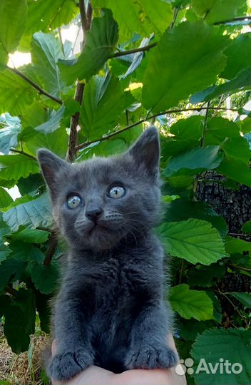 Котята