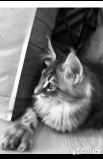 Котята мейн-кун полидакты и классики - вязка