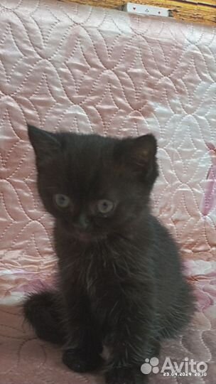 Отдам котят в добрые руки