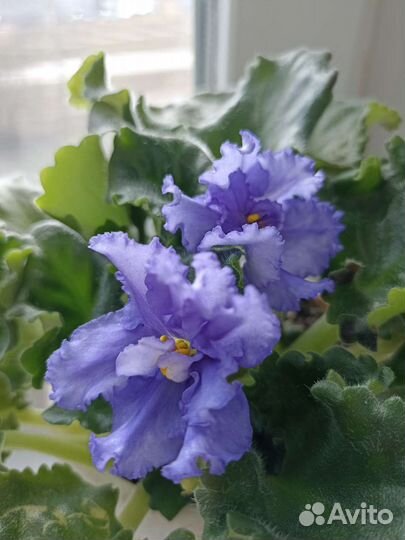 Пеларгония герань