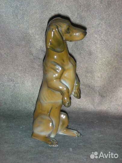 Такса на задних лапах