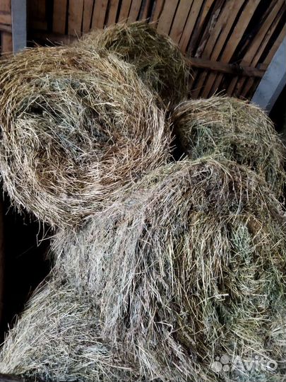 Сено люцерны в рулонах