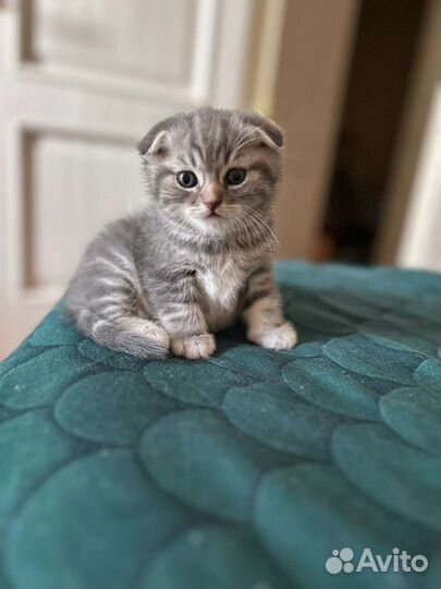 Британские котята