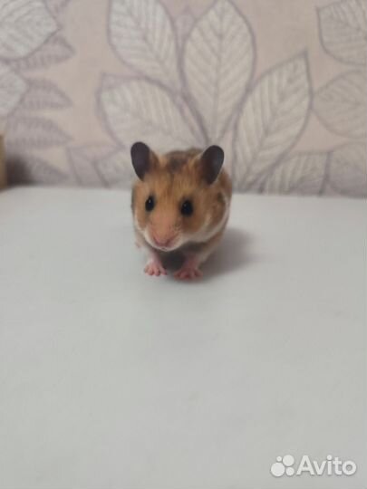 Сирийские хомячки в поисках семьи